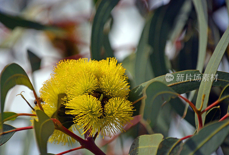桃金娘科桉树红桉树开的鲜艳的黄色花。也被称为伊利里亚，红帽口香糖或头盔坚果口香糖。