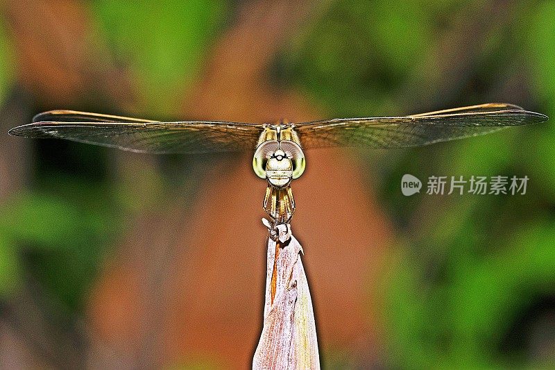 蜻蜓在枝梢展开翅膀。
