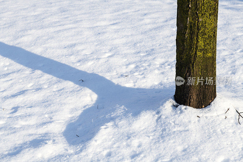 雪上的树影