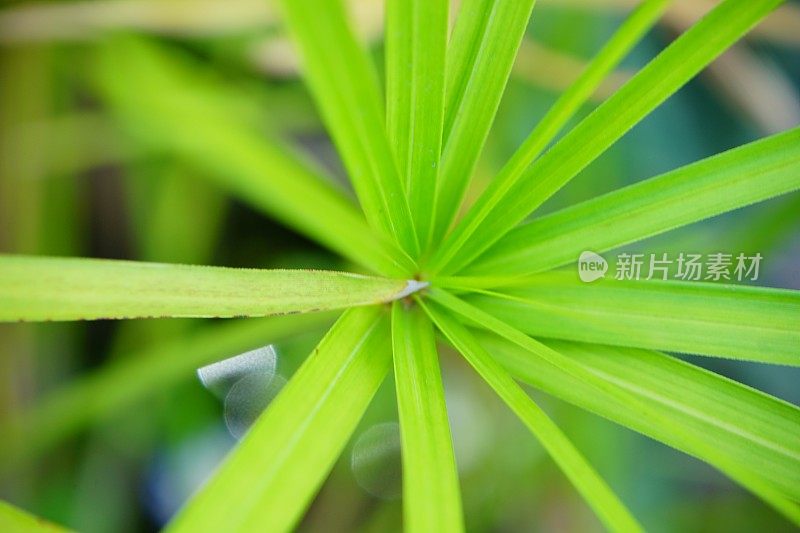 埃及纸莎草属植物