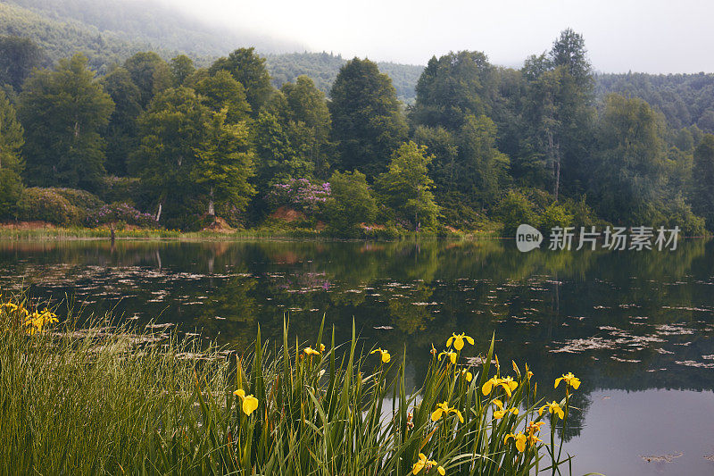 湖景中松树的倒影