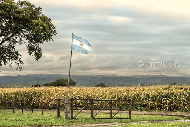 阿根廷国旗在潮湿的pampa种植玉米，Córdoba，阿根廷。