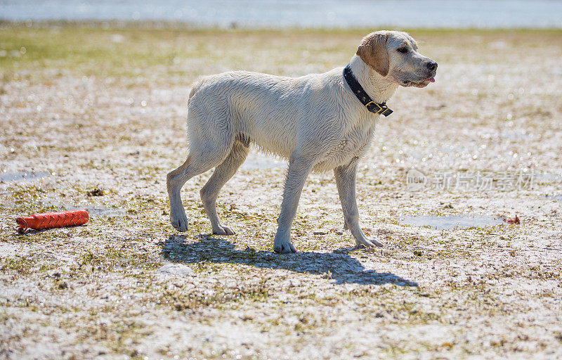 在海滩上奔跑的拉布拉多寻回犬