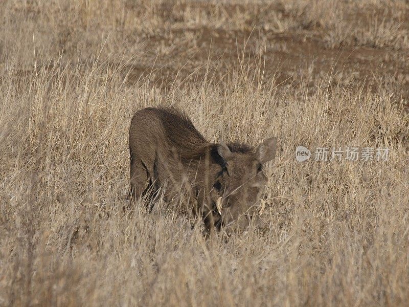 萨塔拉，克鲁格国家公园，南非