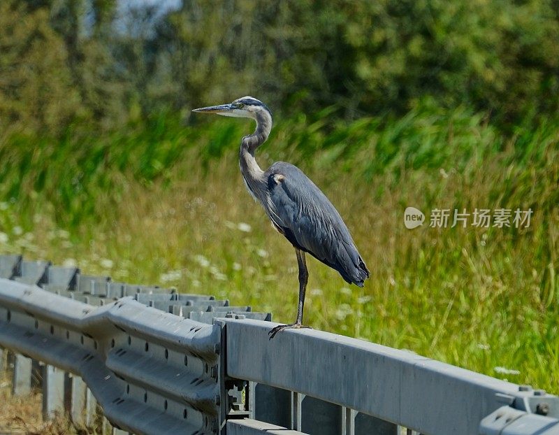 大蓝鹭雕像