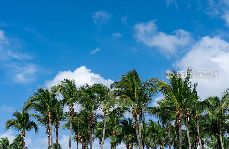 椰子树和晴朗的天空