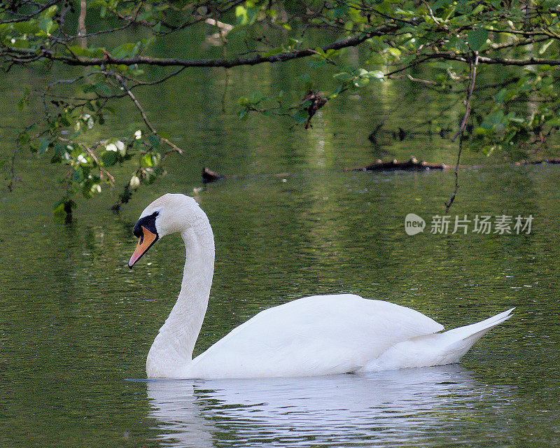 一只沉默的天鹅在黑暗的水中游泳