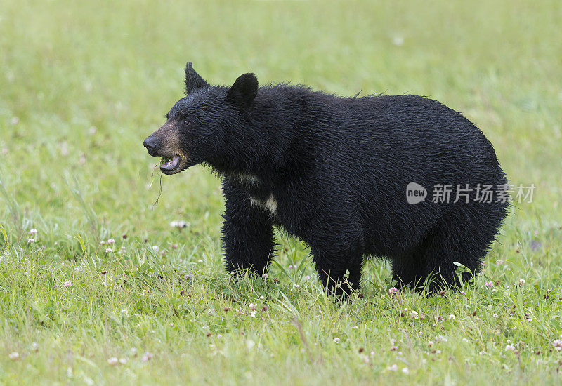 大黑熊