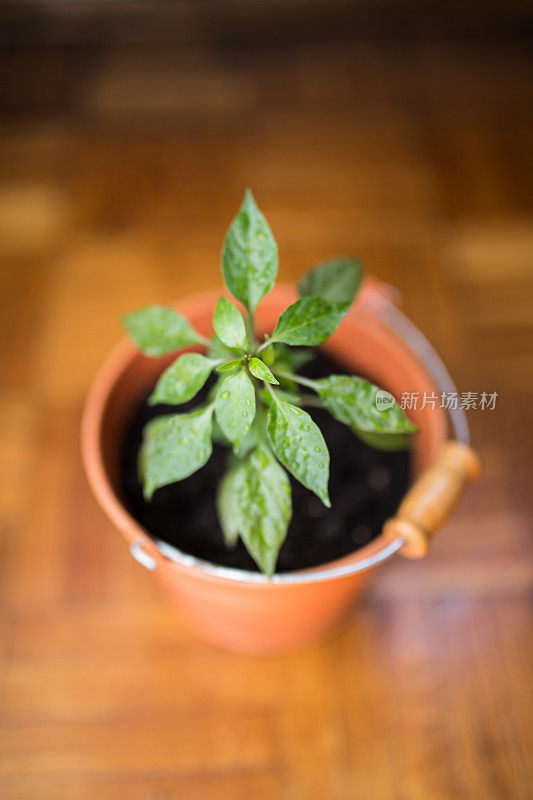 小植物在橙色花盆在地板上