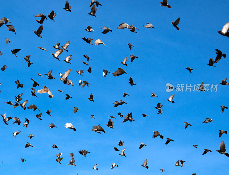 一群飞翔的鸽子。