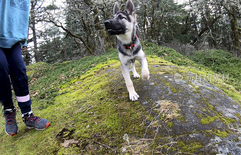 三个月大的哈士奇牧羊犬幼犬