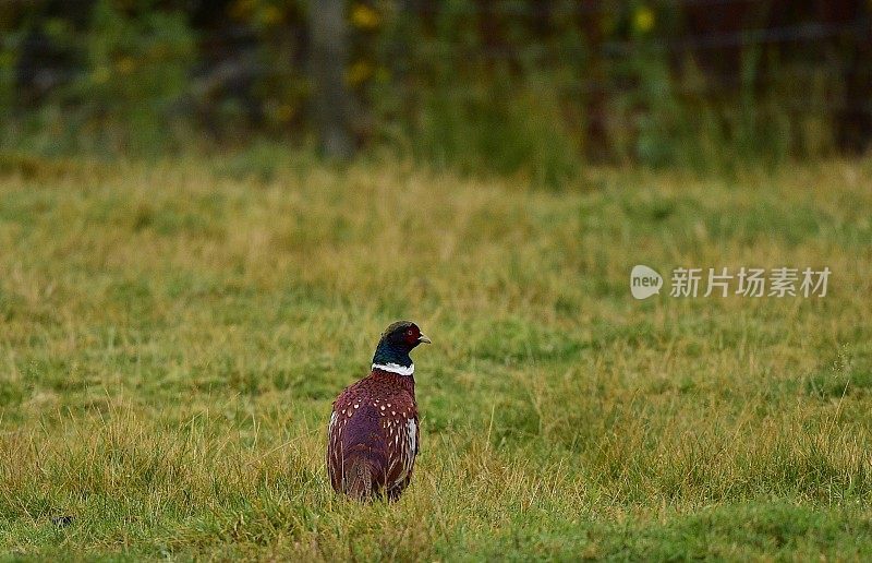 野鸡