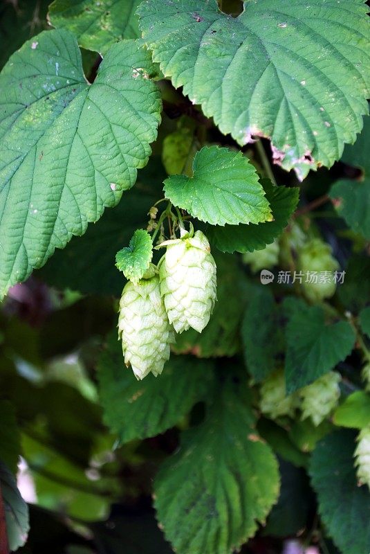 啤酒花藤,夏天