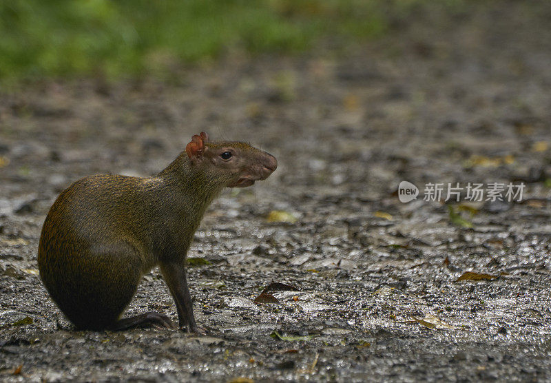 中美洲巴拿马的索伯拉尼亚国家公园里的野生可爱刺豚鼠
