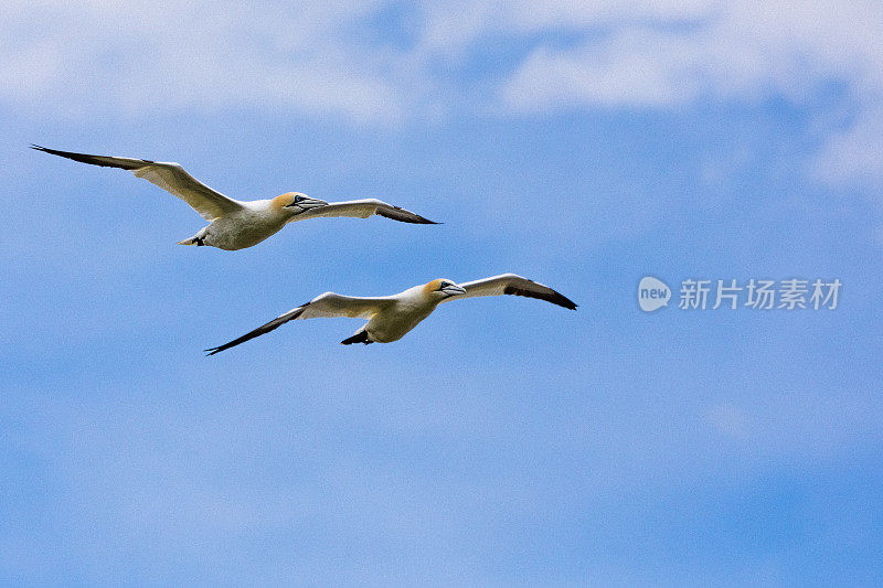 两只北方塘鹅正在飞行，一只在下面另一只在博纳旺蒂尔岛周围。