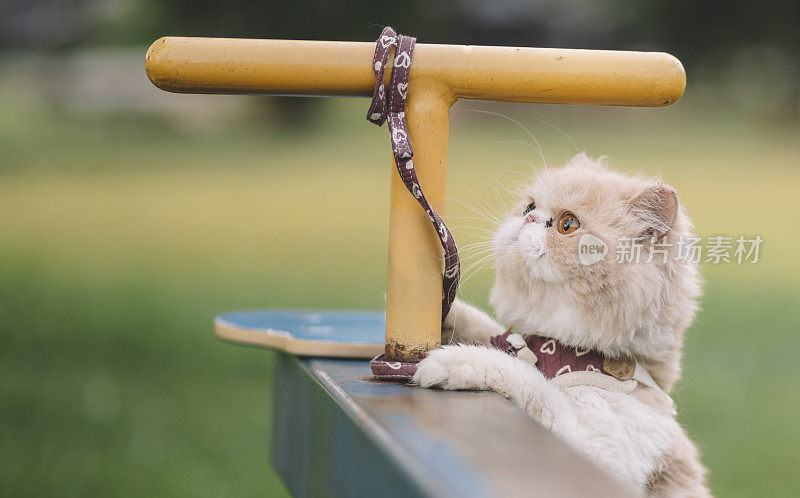 好奇可爱的棕色猫与领子在公园