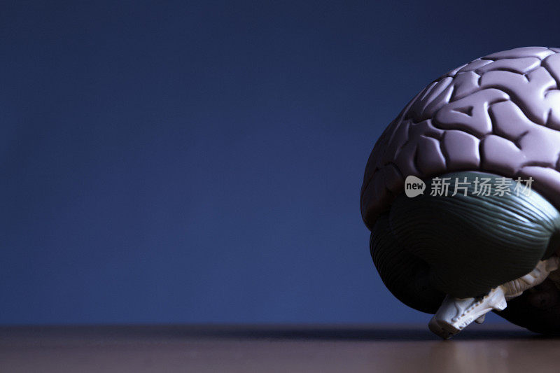 人脑的解剖模型象征着思想和智慧