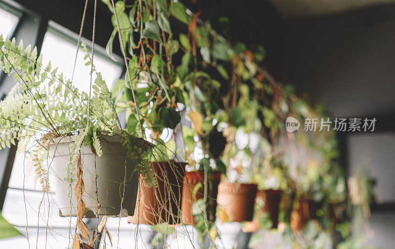 在室内种植植物的园艺场所