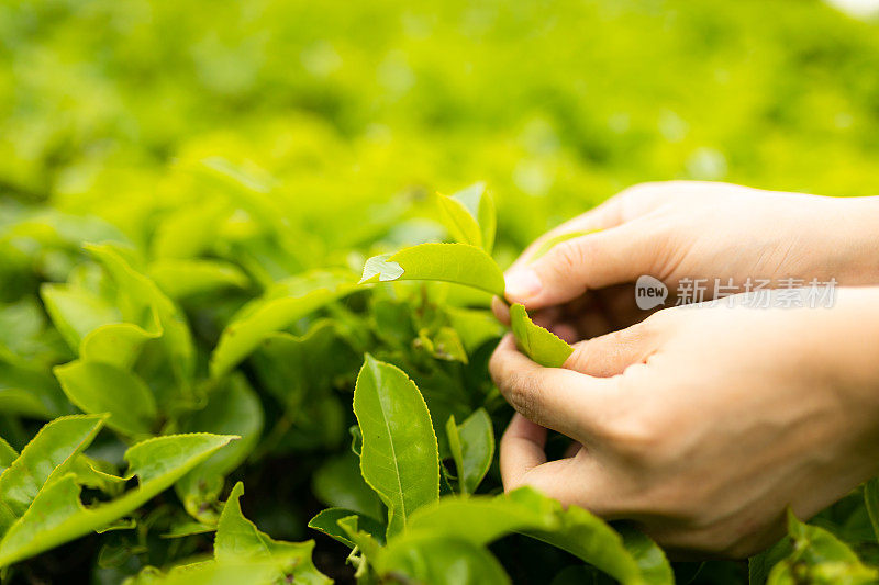 近距离看亚洲妇女的手拿着茶叶，她在种植园里采摘。