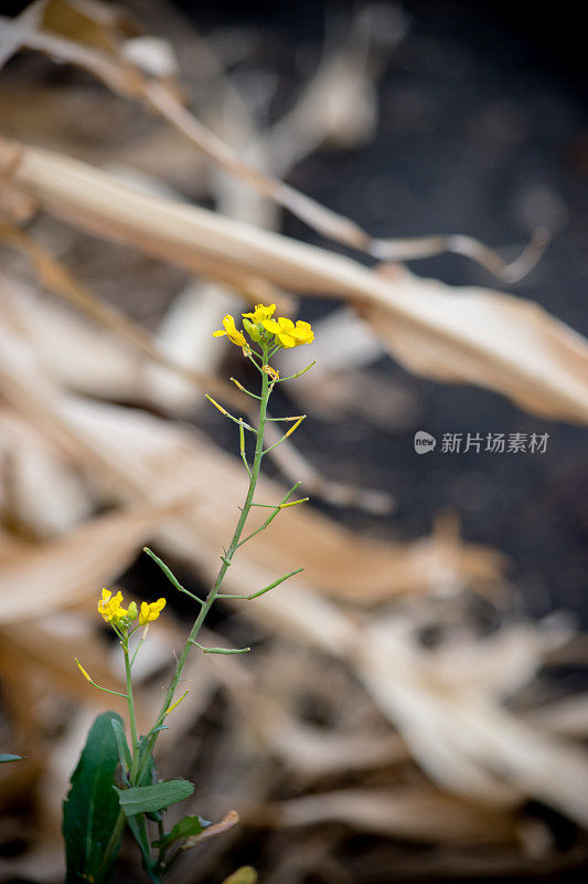 油菜籽花