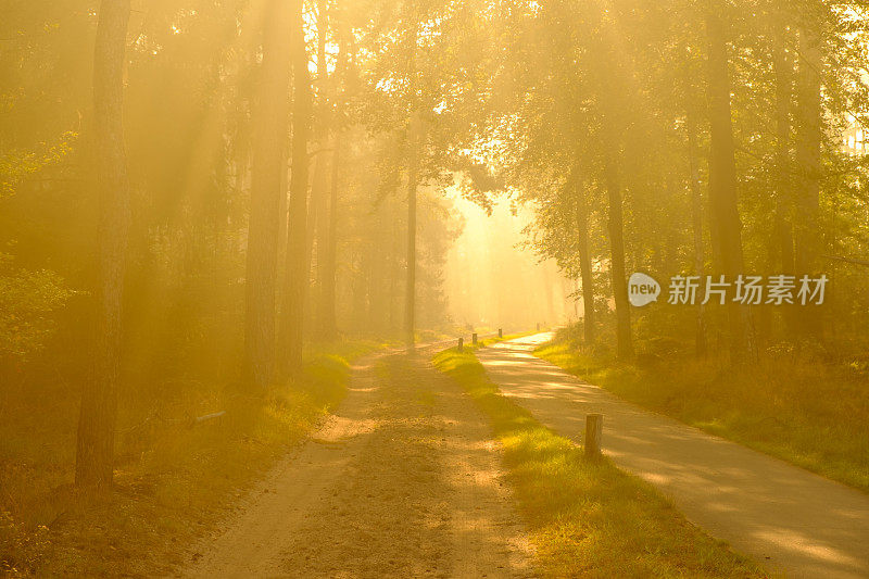 在一个雾蒙蒙的秋天早晨，穿过山毛榉树林的小路进入阳光