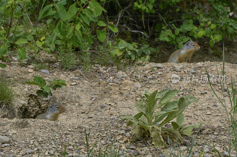 野生哥伦比亚地松鼠在美丽的自然风景冰川国家公园的雪崩湖地区在夏天在美国蒙大拿州。