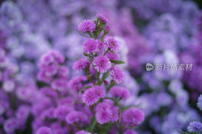 欧洲紫菀(紫菀)。紫菀是泰国清迈紫菀科的一种开花植物