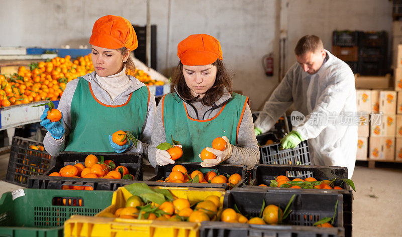 一群整理成熟橘子的工人