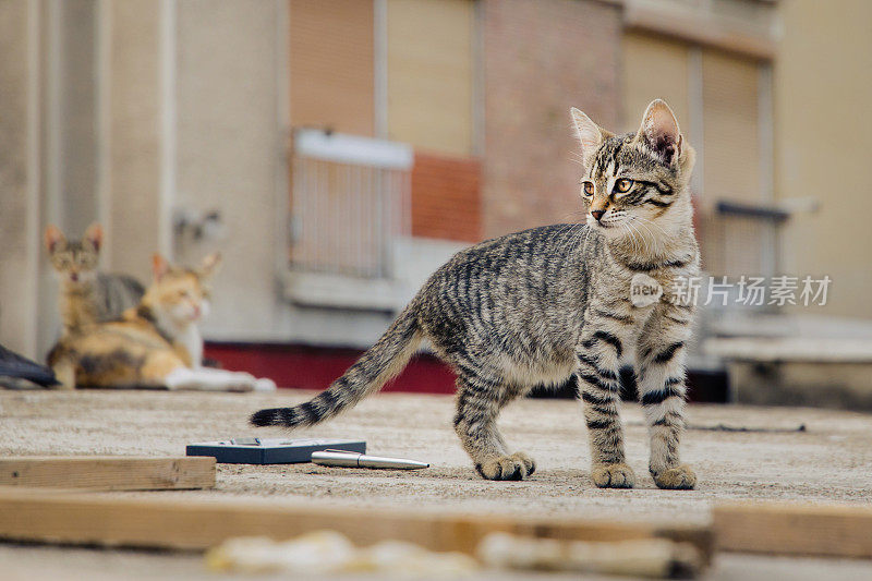 猫在后院