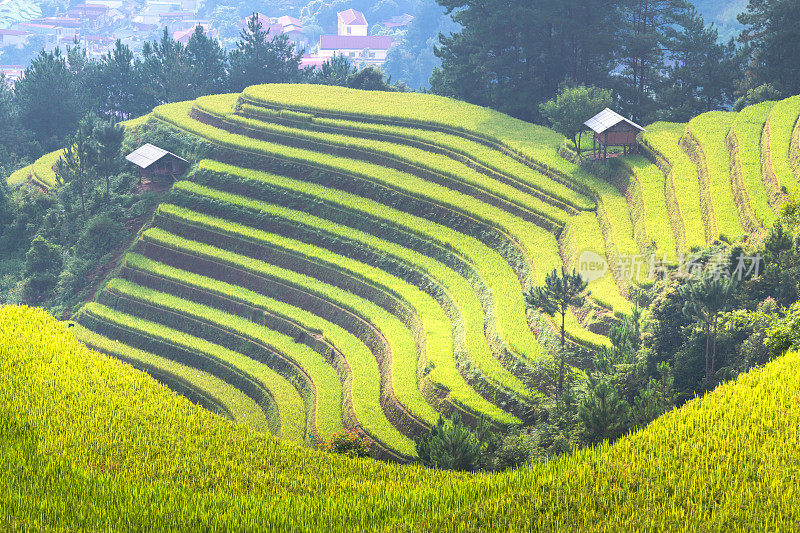 越南美丽的阳光景观稻田梯田上的山天堂在早上时间在木仓柴颜白越南。