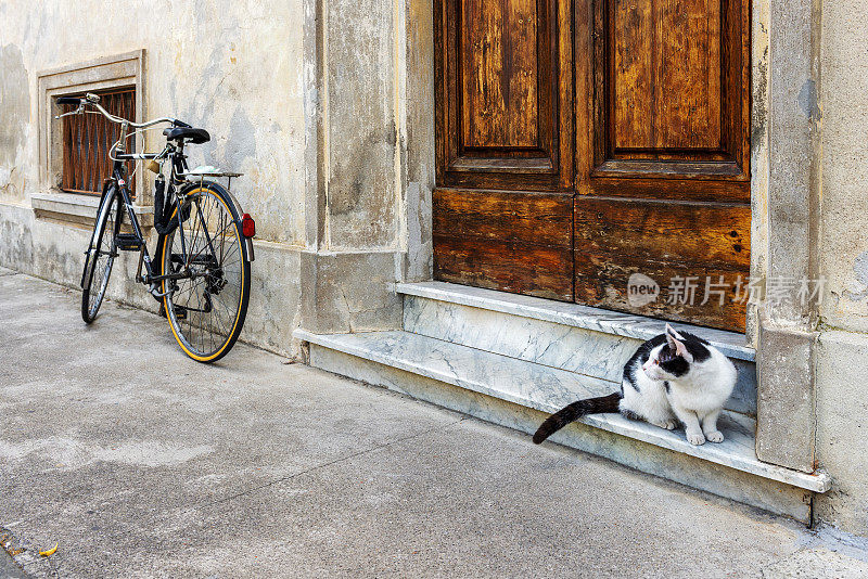 猫和自行车
