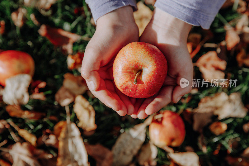 果园里的女孩拿着一个红苹果