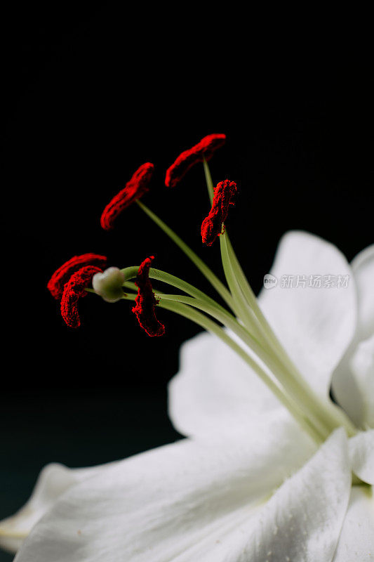 近距离的一个白色的百合花的红色花药对黑色的背景。