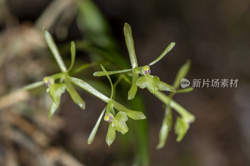 绿飞兰花花宏