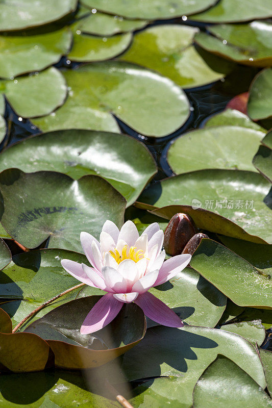 德国，Baden-Württemberg，莱茵，睡莲(睡莲)。