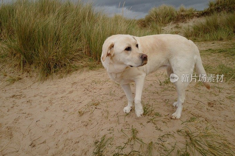 海滩上的拉布拉多寻回犬