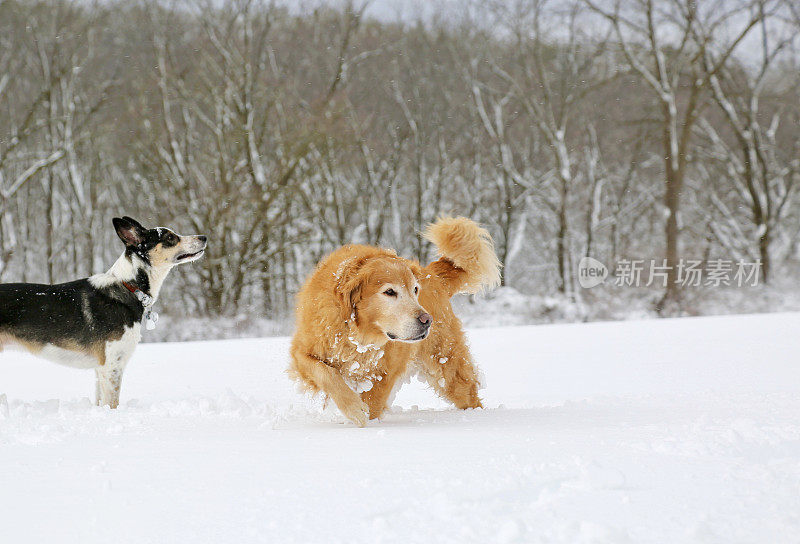 一只边境牧羊犬和一只金毛猎犬在雪地里聚精会神