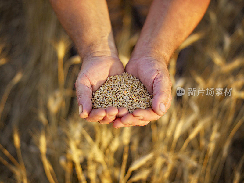 农民拿着成熟的小麦