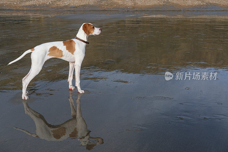 海滩上的猎狗