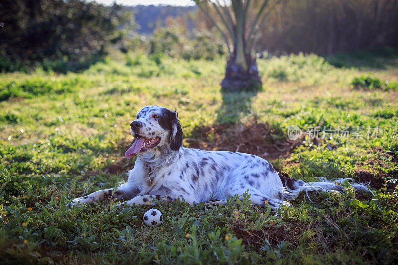 躺着休息的英国赛特犬