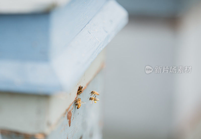 蜜蜂在一起的照片