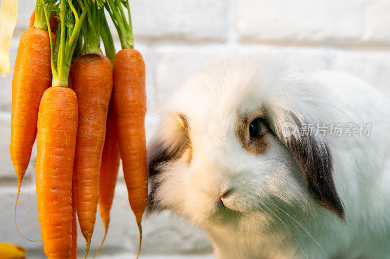 小白兔和胡萝卜的特写。