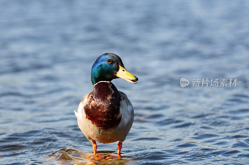 一只雄鸭子站在莫斯科河的石头上