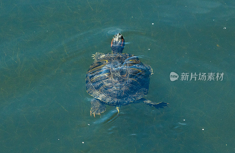 水下的乌龟