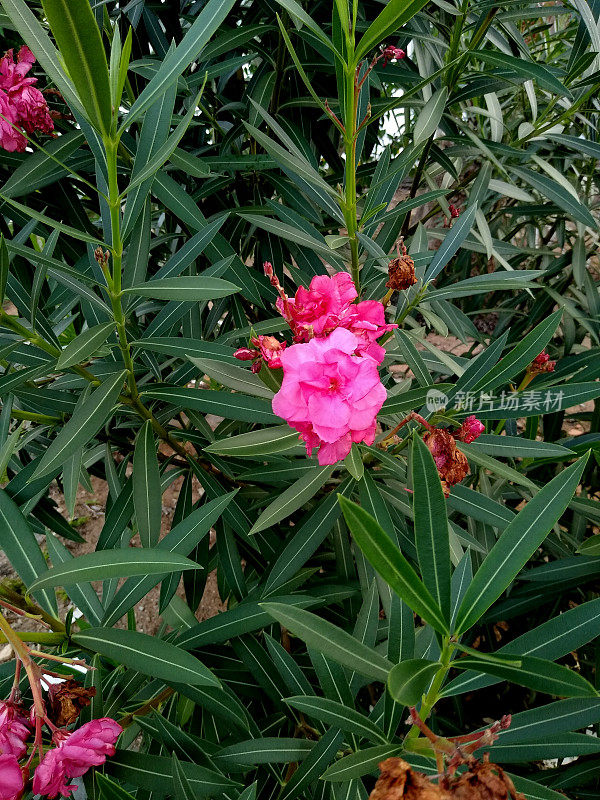 在花园里种植夹竹桃