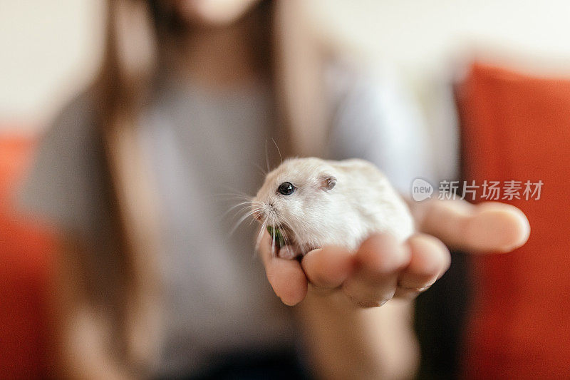 在家里和家鼠玩