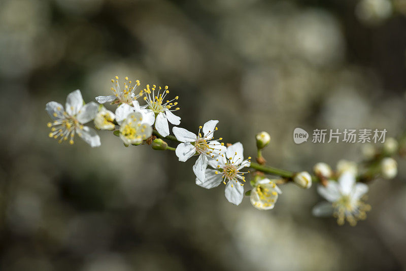 黑刺李在早春开花开花。