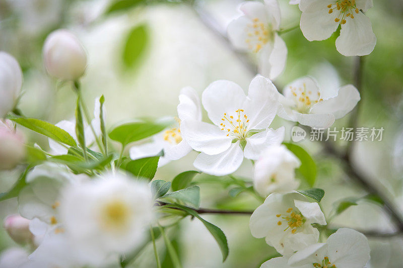 山楂开花了