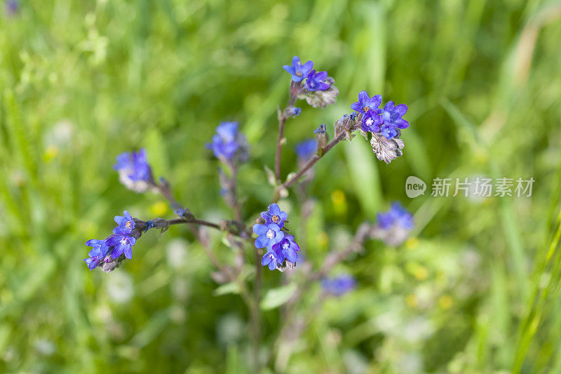 山茱萸属的一种花。