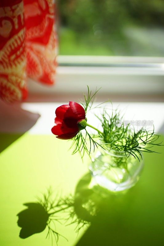 向阳窗台上花瓶里插着一朵红牡丹